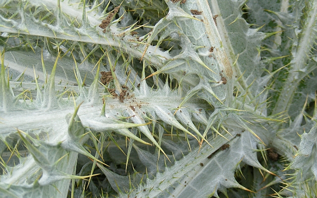 植物の輸入申請